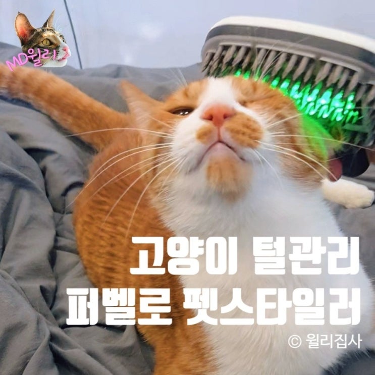  퍼벨로 힐링 펫스타일러 고양이 빗 브러쉬 추천 강아지 겸용 털관리 피부병 완화