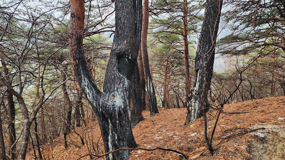 매봉산 사진 2
