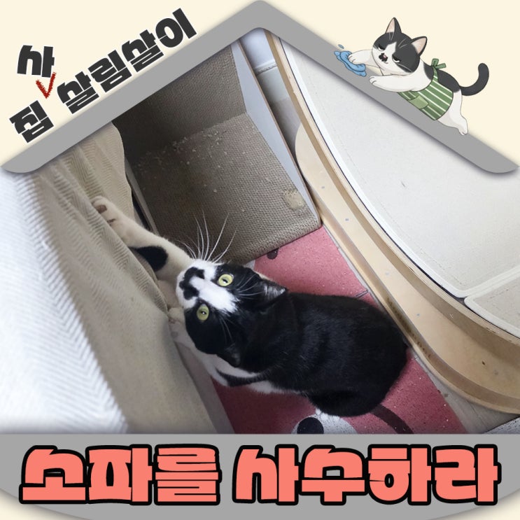  고양이 집사의 소파 흔적없이 오래사용하는 방법 7가지
