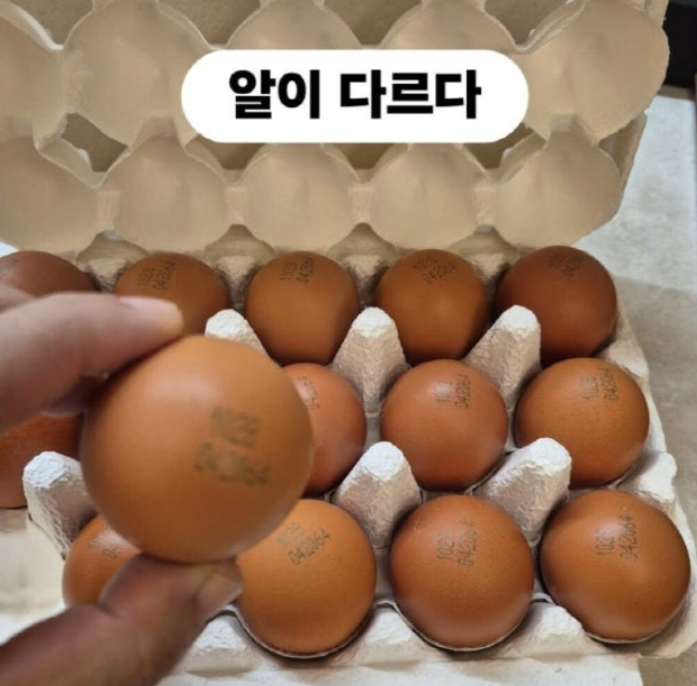 이경실 계란사업 가격 공개되자 난리 난각번호 4번인데 1번보다 비싸? 이유는