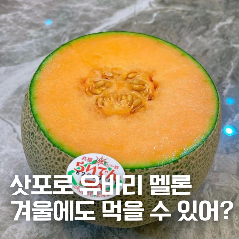 한국 반입 가능한 유바리 멜론 가격 비교,겨울에도 살 수 있을까?