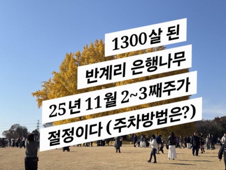  1300살된 반계리 은행나무를 보고왔다.
