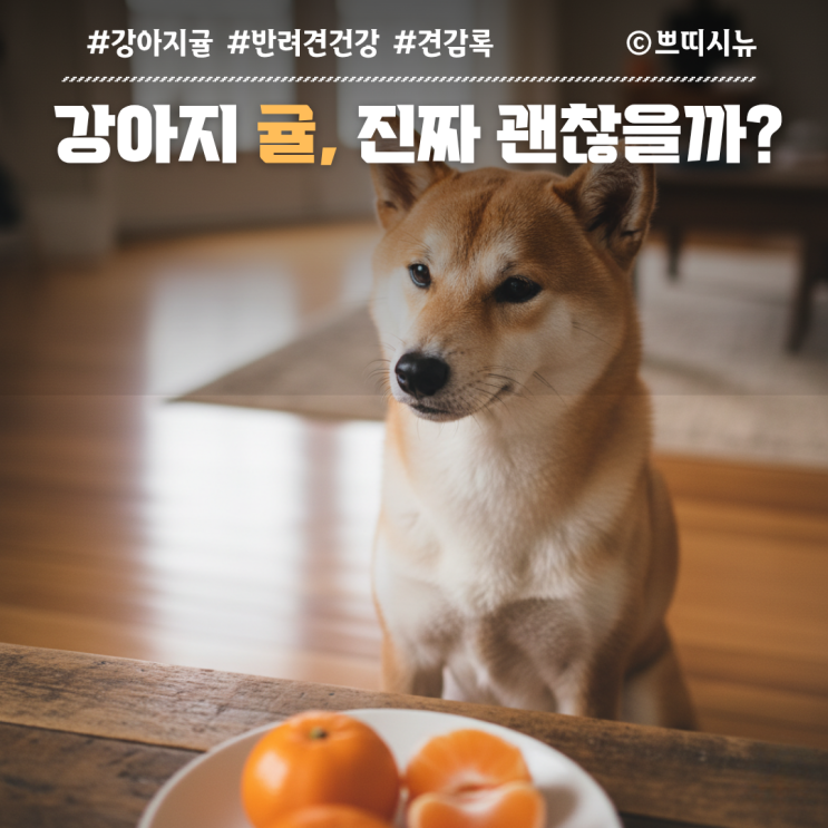  강아지 귤 먹어도 될까? 2025 최신 연구로 정리한 감귤 안전 급여 방법 총정리