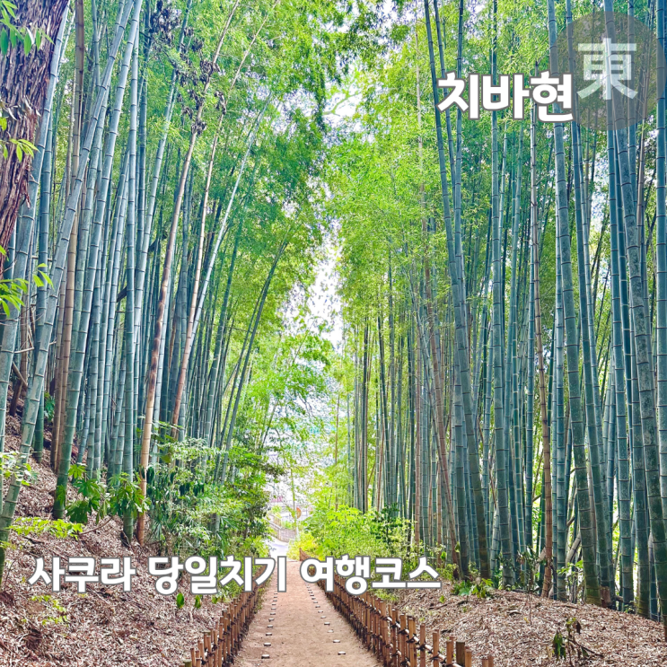  도쿄 근교 치바 사쿠라 당일치기 여행 추천코스
