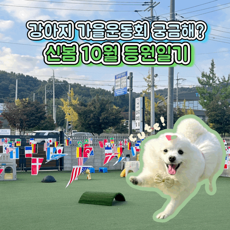  동탄 애견 유치원 원더독 강아지 가을운동회