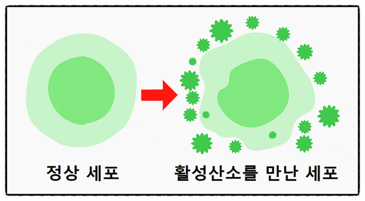  활성산소 제거 방법 항산화 식품 올리브유