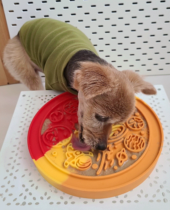  강아지 사료토 켁켁거림 관리,포니테일 급체방지 양면슬로우식기 추천