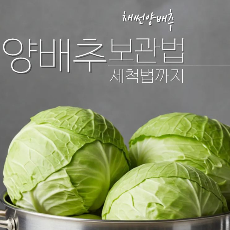  양배추 보관법 세척법 채썬양배추