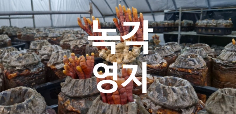 어제는 수확, 오늘은 손질 (Ft.정성으로 키운 녹각영지버섯, 효능까지 함께 알아봐요)