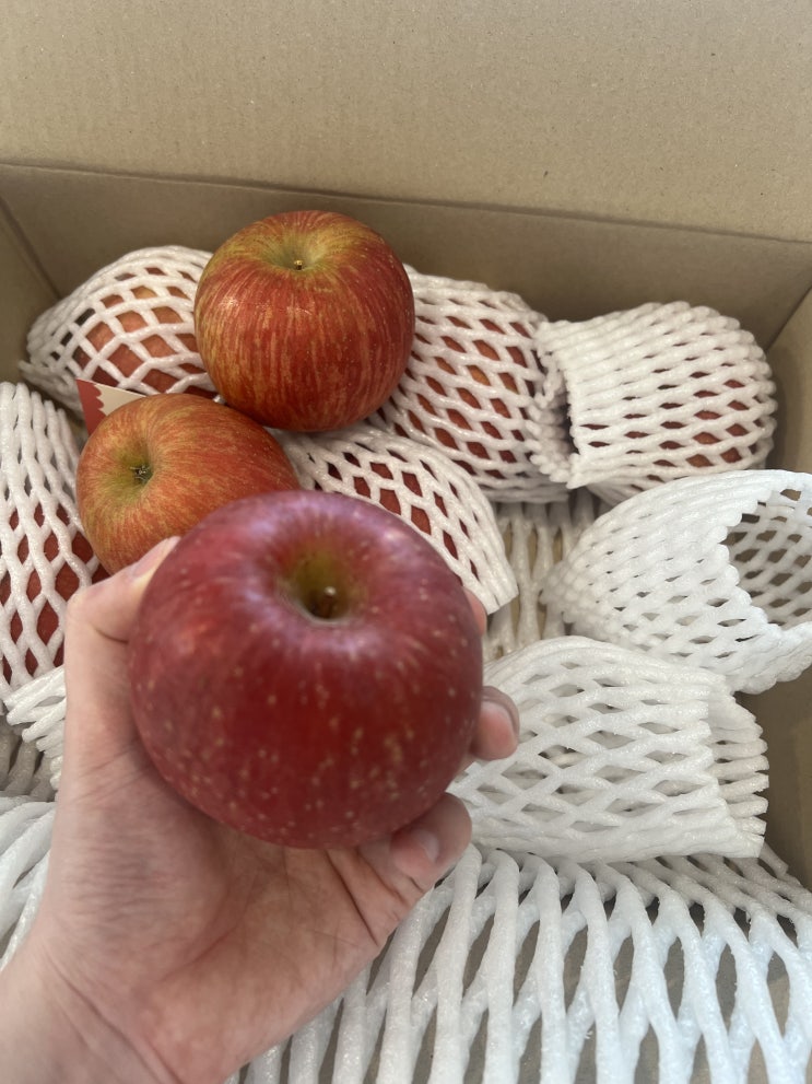  청송 정담아농원 햇사과 부사사과를 맛본 달콤한 후기
