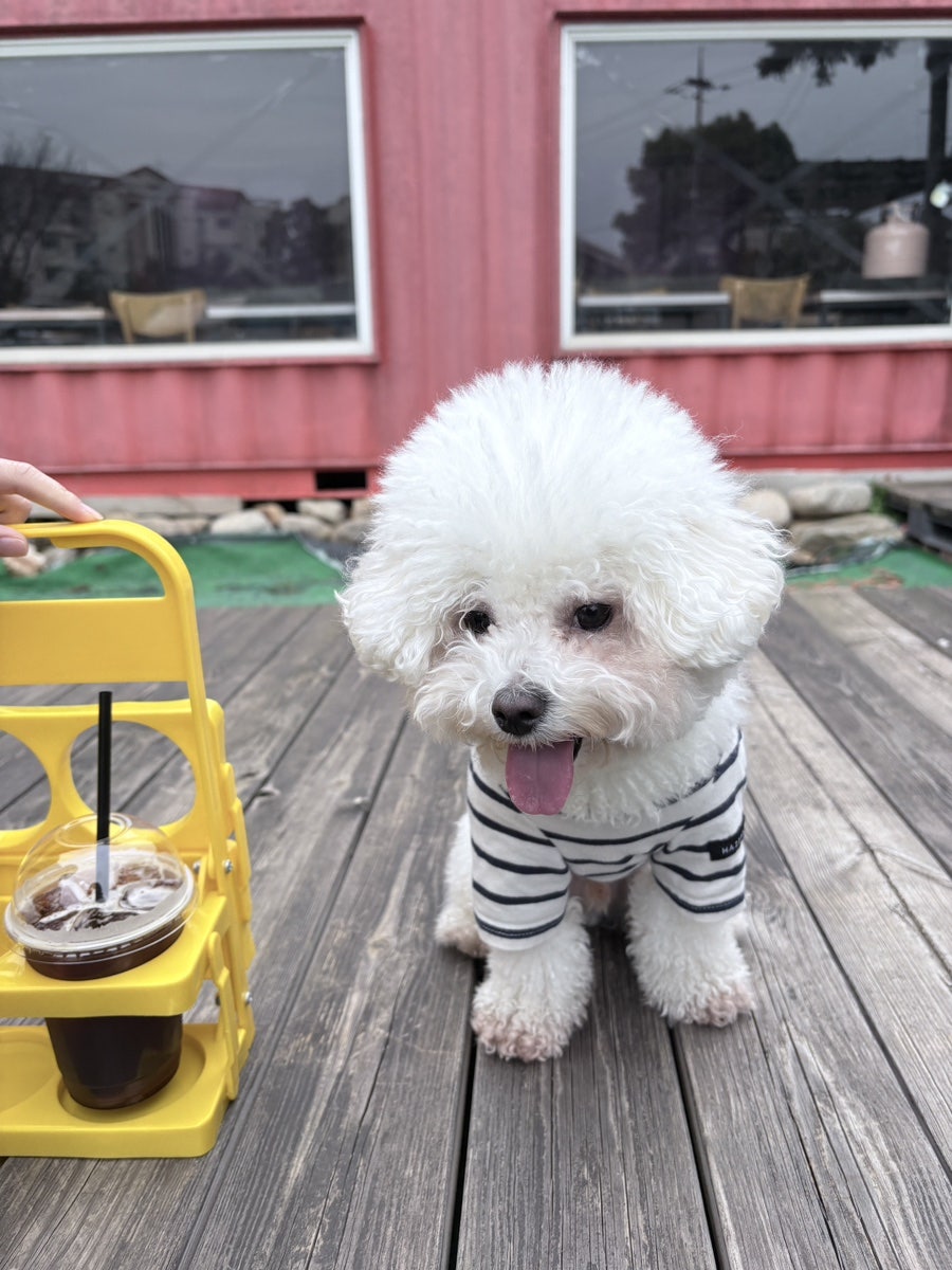 놀다가개 사진 6