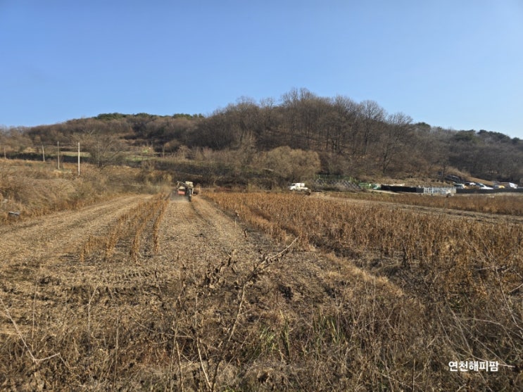  연천콩 연천서리태 백태 검은콩 수확