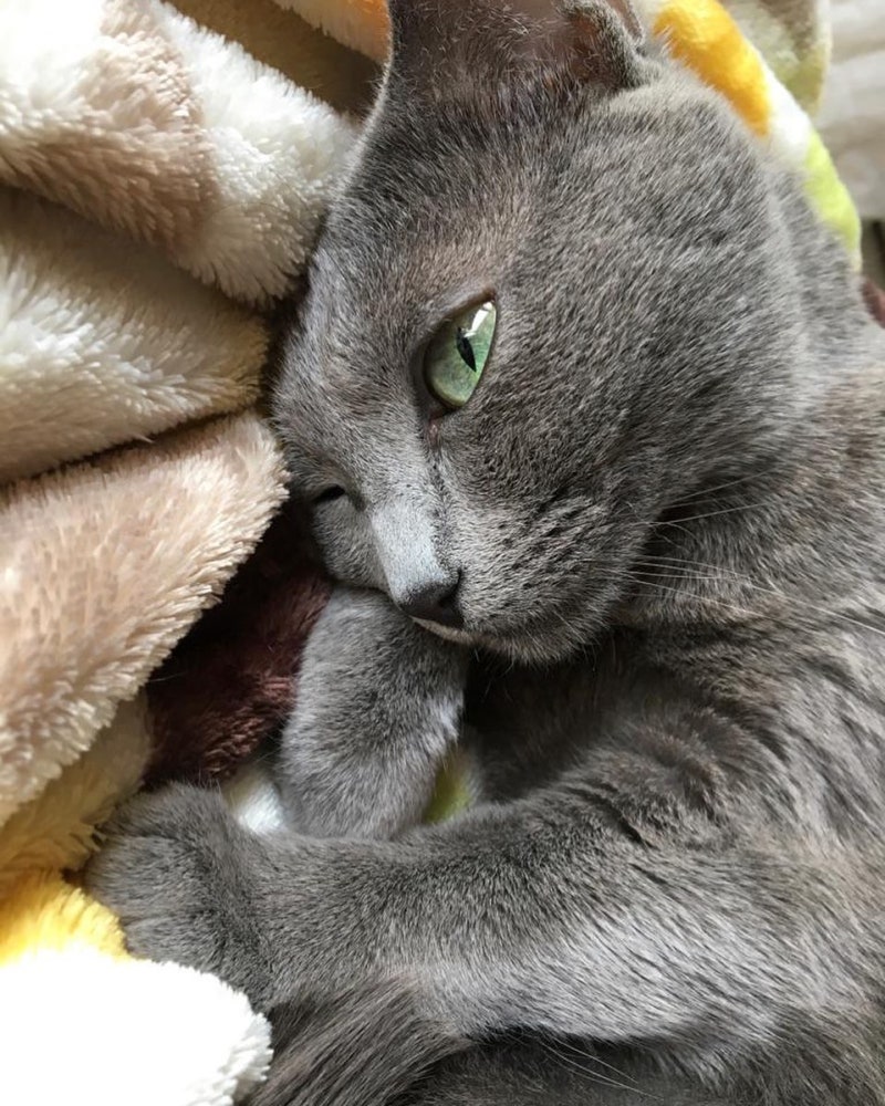 러시안블루 분양 고민? 성격 먼저 보세요 : 네이버 블로그