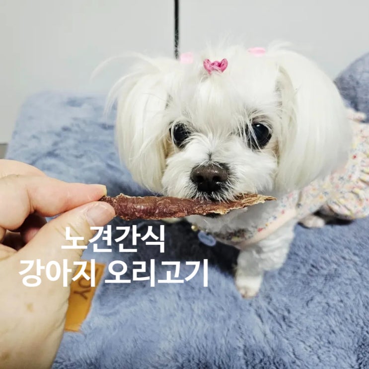  노견 꿍이를 위한 강아지 오리고기 건강하게 챙기는 방법