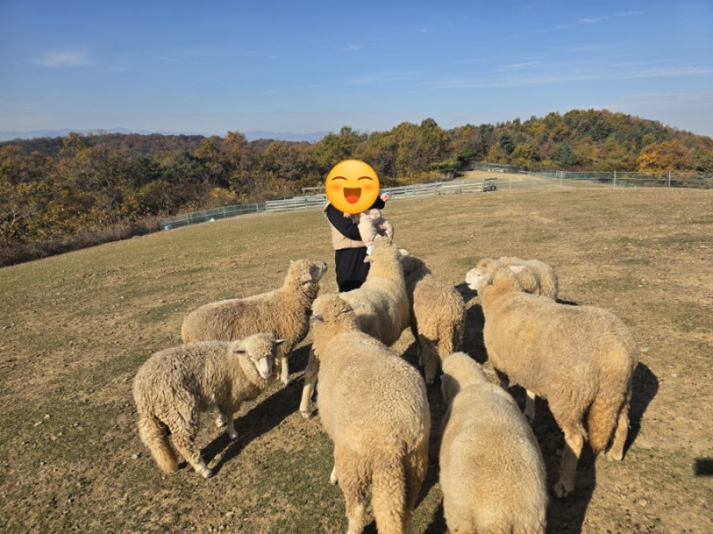 울산 양떼목장 아기랑 가볼만한 곳 / 울산 북구 양떼목장 / 울산 해너울터