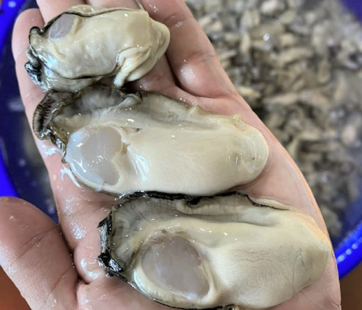 통영 생굴 1kg 산지직송 가격 노로바이러스 걱정 없이 먹는 법 (김장굴/하프셀)