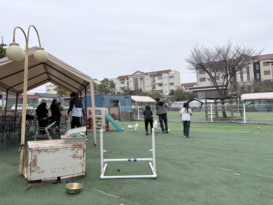 놀다가개 사진 1