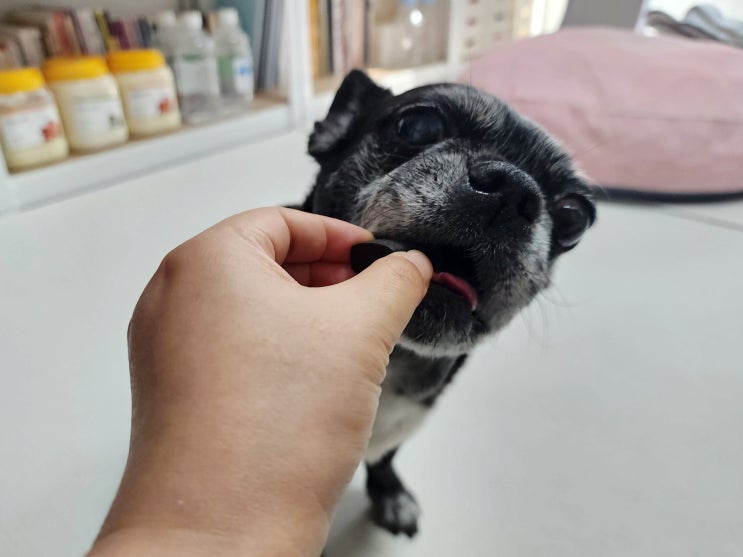 강아지분리불안영양제 스트레스 완화해주는데 도움을 줘요