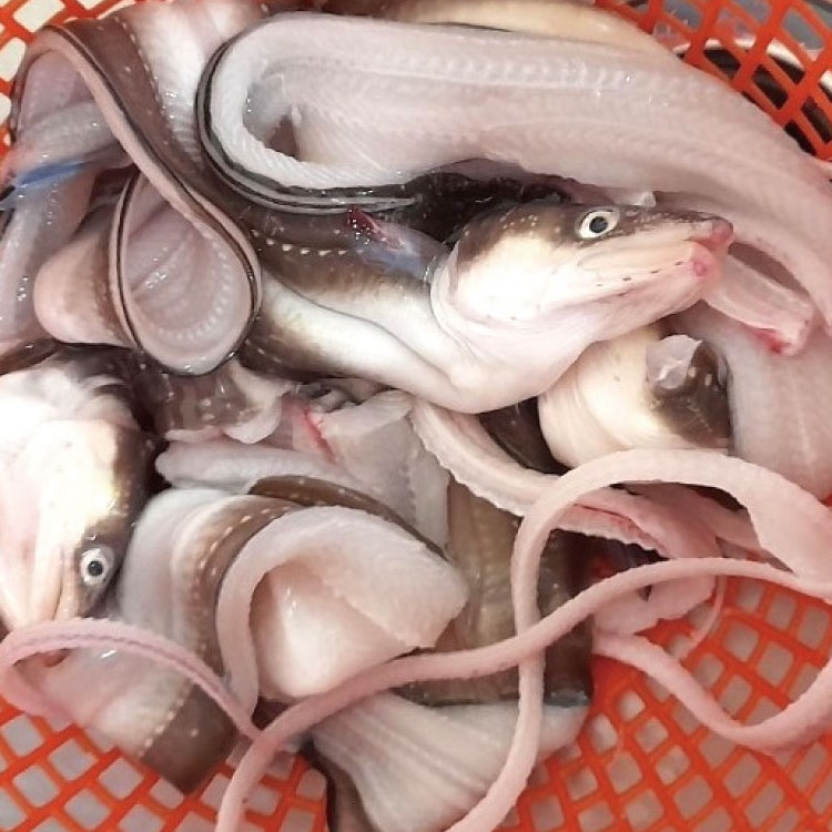 국산 통영 반건조 바다장어로 완성하는 든든한 밥반찬과 술안주