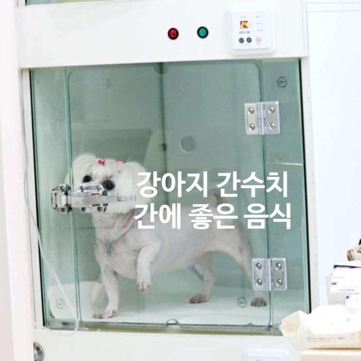  갑자기 오른 강아지 간수치, 꿍이에게 무슨 일이 생긴 걸까요?