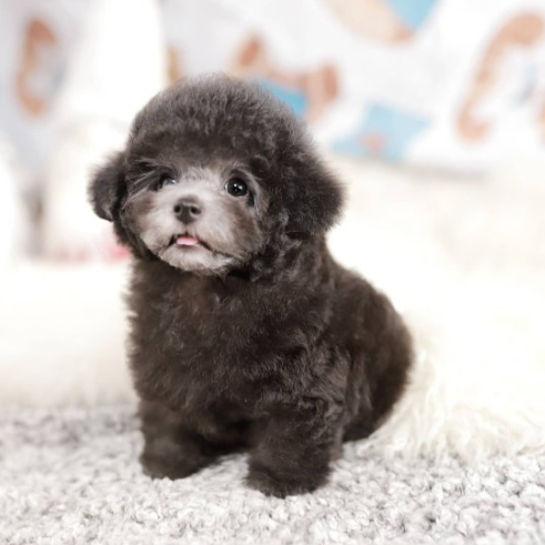  1kg대 초소형 토이 실버푸들 힐링요정 코코