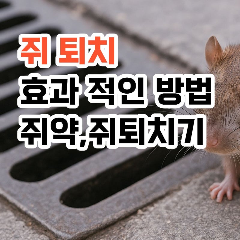 쥐퇴치 안전한 방법 , 쥐약 추천·효과·사용방법 총정리