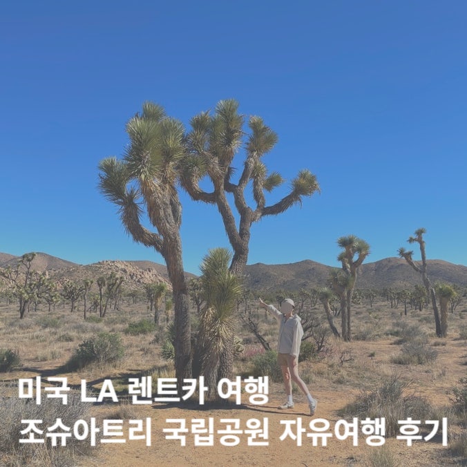  미국 LA 렌트카 여행 조슈아트리 국립공원 자유여행 후기