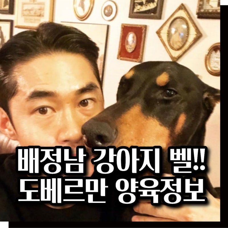 배정남 벨 강아지 도베르만 수명과 유전병