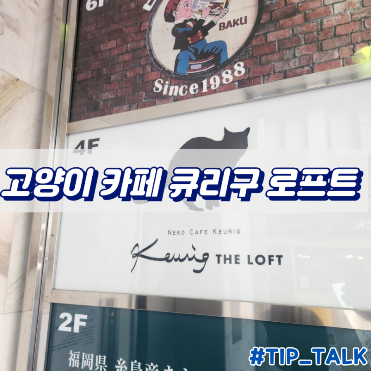  후쿠오카 고양이 카페 큐리구 로프트 덴진
