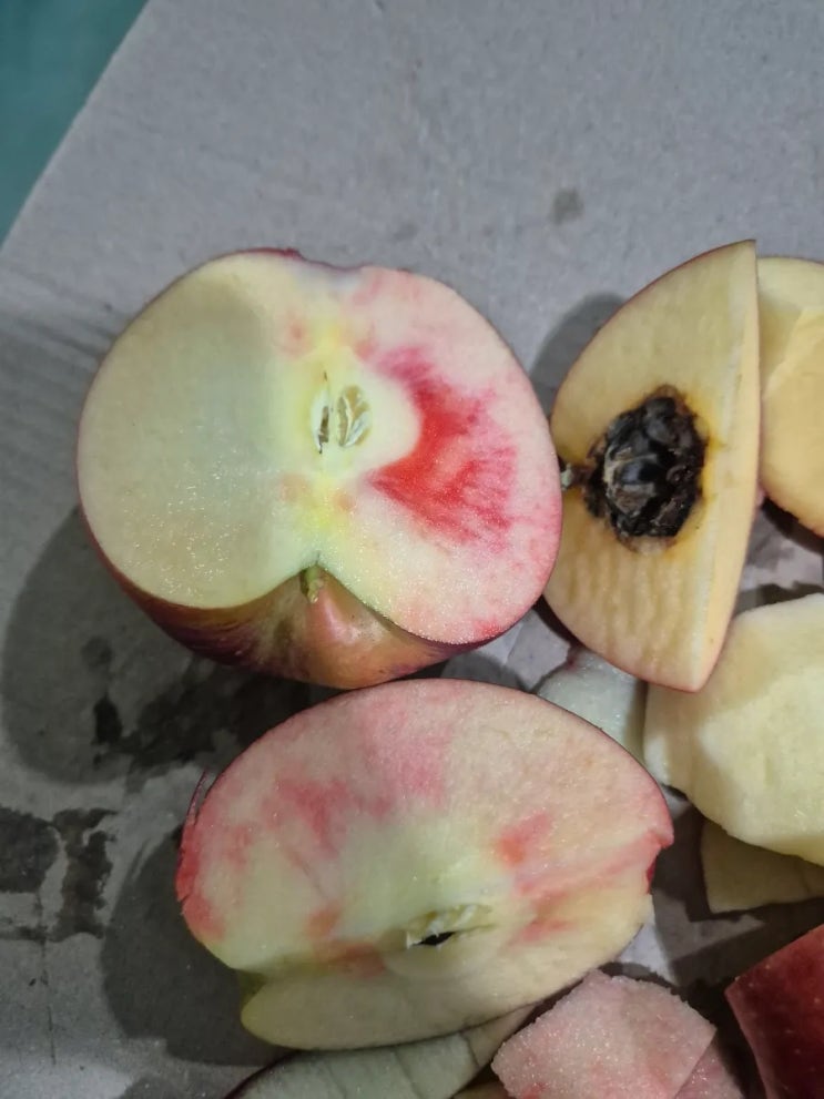   정말 맛있는 엔부사과지만.. 치명적인 단점, ‘과심곰팡이병’을 아시나요?