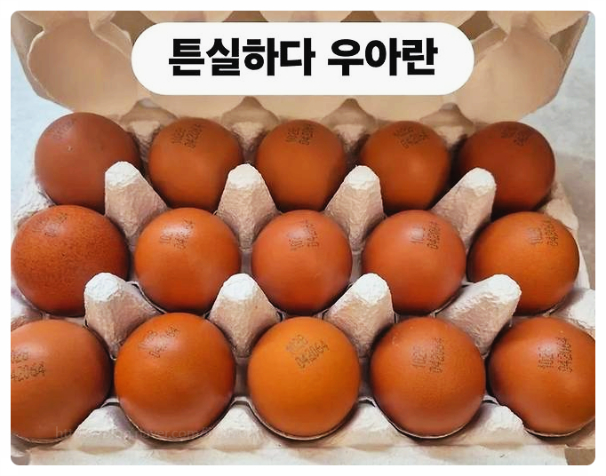이경실 계란, 왜 논란일까? 난각번호 4번 낱낱이 파헤쳐보기
