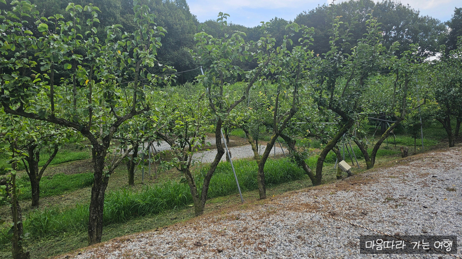 용인숲속의아침캠핑장 사진 1