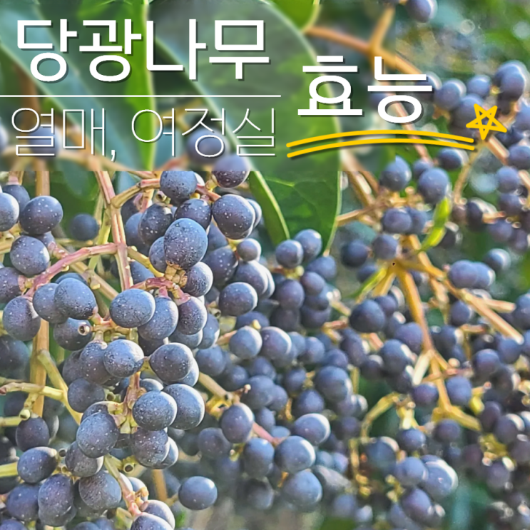  당광나무 열매 효능? 부작용 여정실
