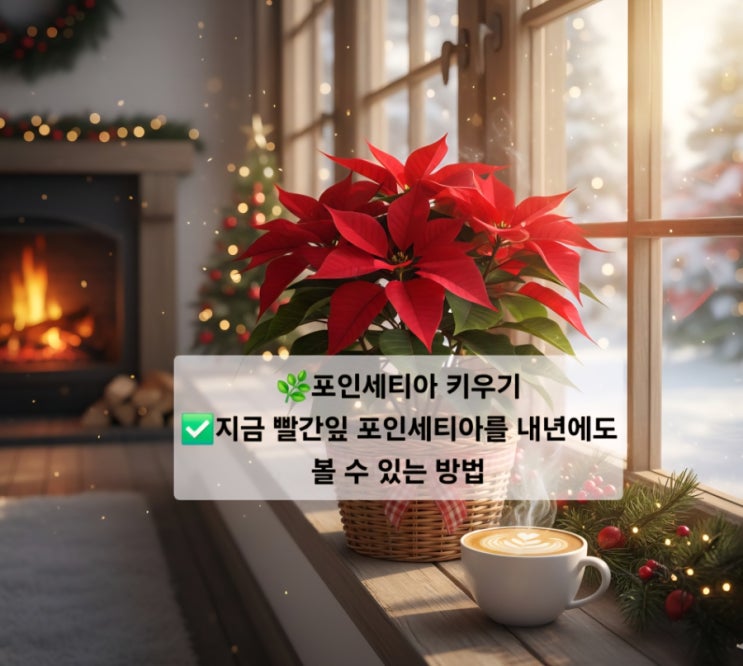  포인세티아 키우기/ 지금 빨간 잎 포인세티아를 내년에도 볼 수 있는 방법/단일처리하는 방법