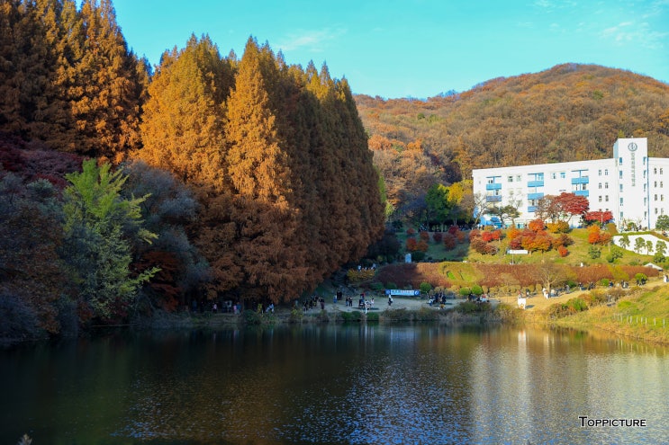  [용인] 큰 나무와 연못이 조화로운 단풍 명소 <한국외대 글로벌캠퍼스>