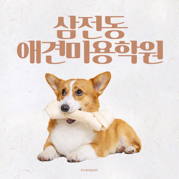  삼전동애견미용학원 이바우펫 수강 후기