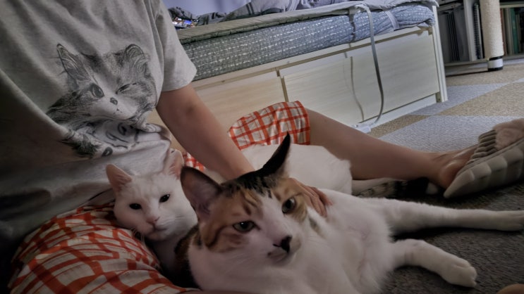  고양이일상 : 옥수 합사 356일! 가랑이 VIP석을 둘러싼 치열한 눈치 싸움과 순진한 옥수 속이기 성공기 ㅋㅋ