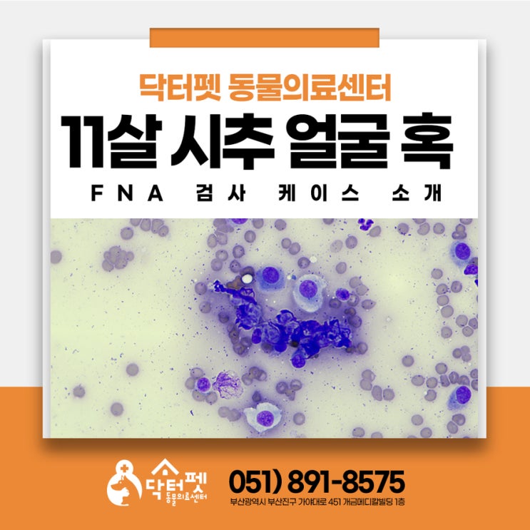  11살 시추 눈 주변에 혹이?걱정되신다면 세침흡인검사 FNA 부산 강아지 전문진료 동물병원