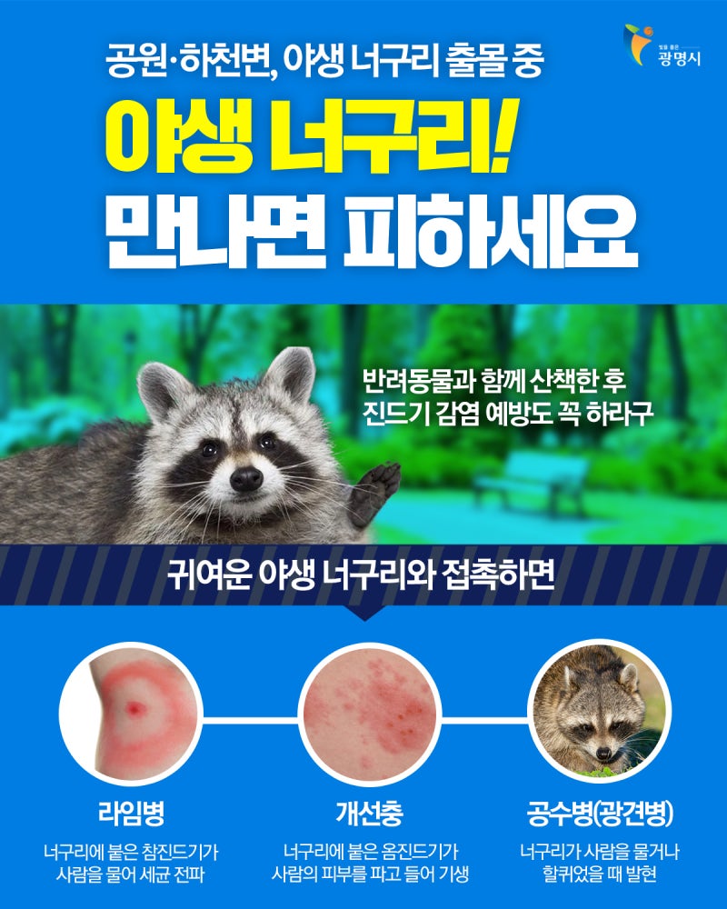 야생 너구리! 만나면 피하세요 : 네이버 블로그, image size:800x1000