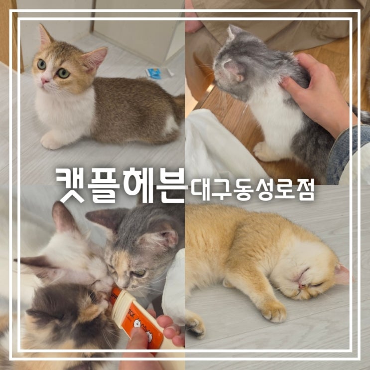 캣플헤븐 대구동성로점 || 동성로 고양이 카페 실내 데이트