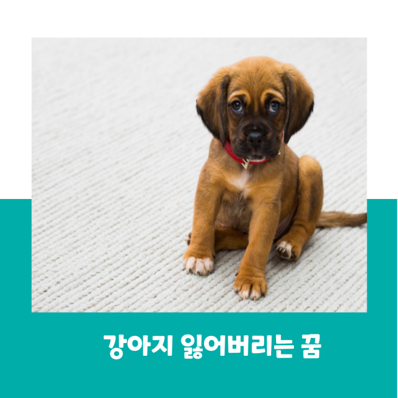 강아지 잃어버리는 꿈 강아지가 도망가는 꿈 풀이