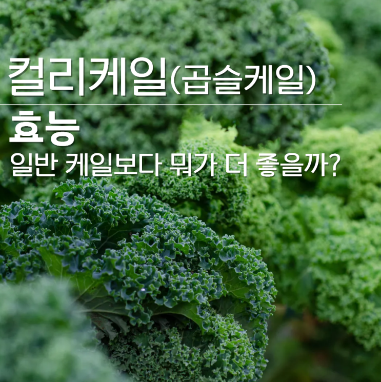  컬리케일 곱슬케일 효능 더 좋은점?