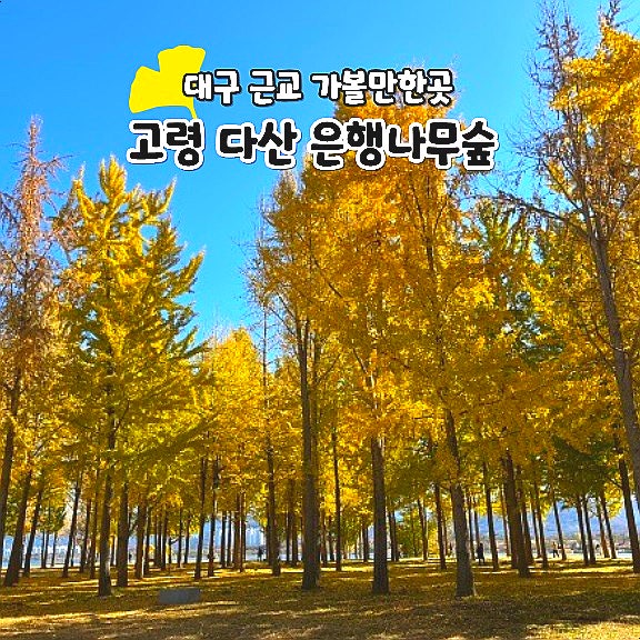  대구 근교 가볼만한곳 고령 다산 은행나무숲 실시간 11월 단풍 축제