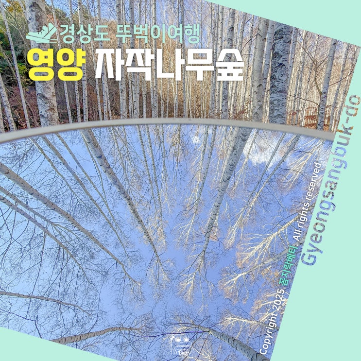 <b>영양 자작나무숲</b> 전기차 시간표 요금 경북 웰니스여행 바로 이곳