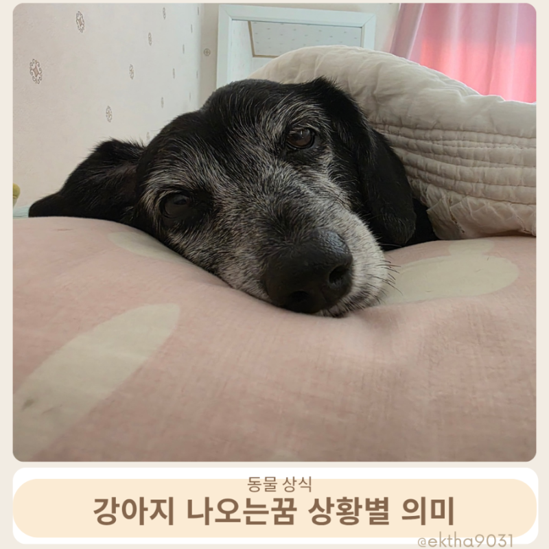 강아지 나오는꿈 상황별 의미, 반려견 죽는꿈 길몽 흉몽?