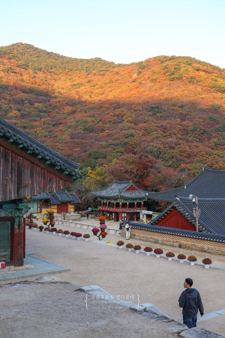  부산 범어사 단풍 구경 후기 주차장 운영시간 부산 단풍 명소