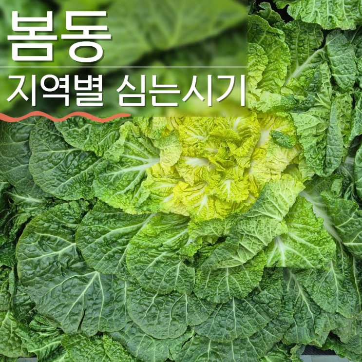  봄동 심는시기 파종시기 지역별 정리