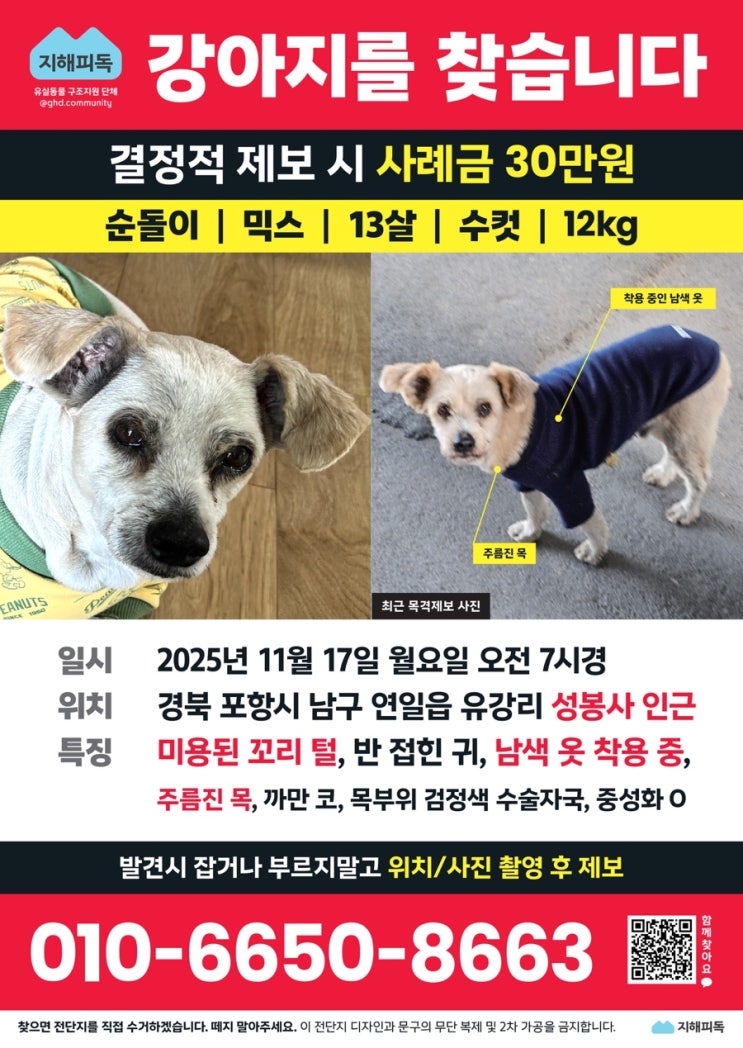  공유포항/경주 강아지를 찾습니다