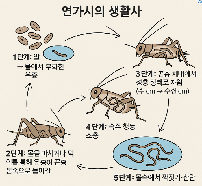 연가시 기생충 특징