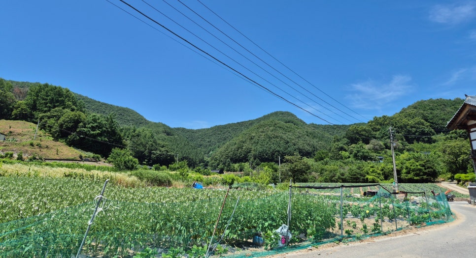 가장골 사진 2